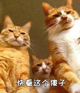 家养的猫和宠物猫有什么区别（你居然还不知道你家主子是公是母） 7