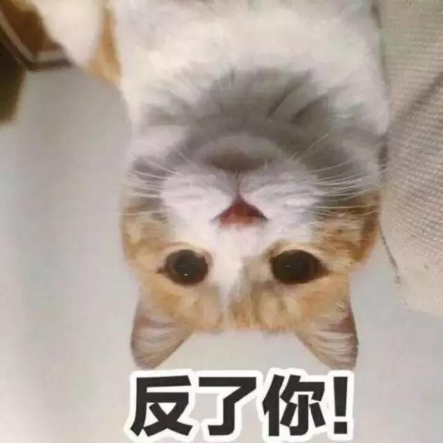 家养的猫和宠物猫有什么区别（你居然还不知道你家主子是公是母） 19