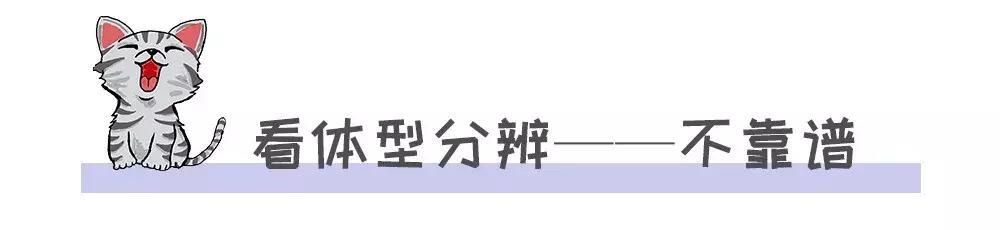 家养的猫和宠物猫有什么区别（你居然还不知道你家主子是公是母） 12