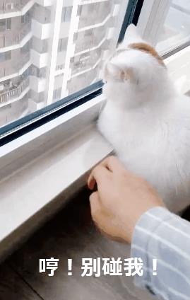 家养的猫和宠物猫有什么区别（你居然还不知道你家主子是公是母） 9