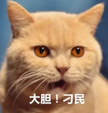 家养的猫和宠物猫有什么区别（你居然还不知道你家主子是公是母） 18