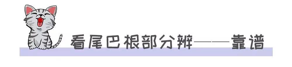 家养的猫和宠物猫有什么区别（你居然还不知道你家主子是公是母） 15
