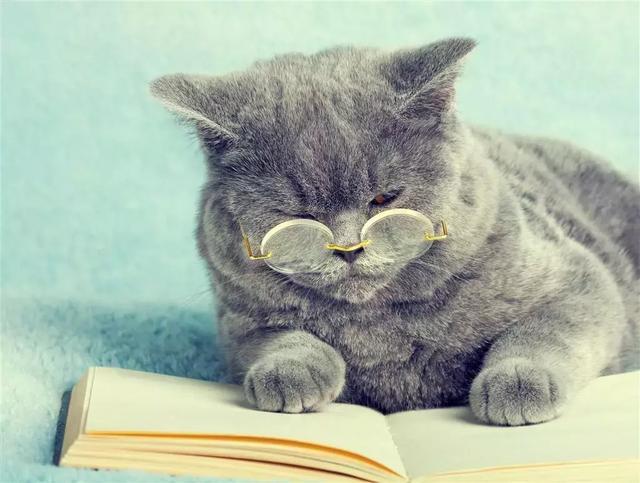 家养的猫和宠物猫有什么区别（你居然还不知道你家主子是公是母） 3