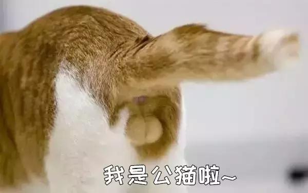 家养的猫和宠物猫有什么区别（你居然还不知道你家主子是公是母） 16