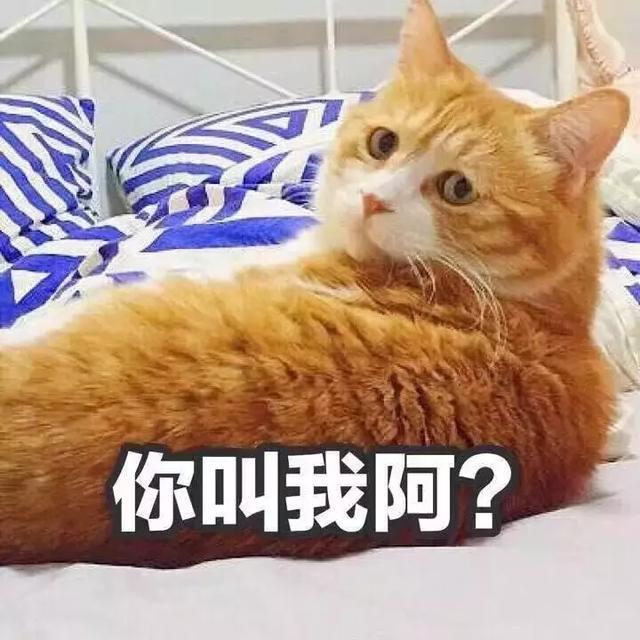 家养的猫和宠物猫有什么区别（你居然还不知道你家主子是公是母） 14