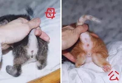家养的猫和宠物猫有什么区别（你居然还不知道你家主子是公是母） 17