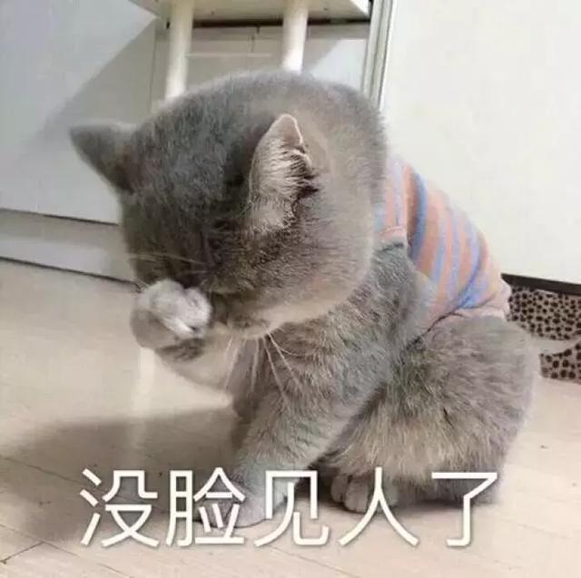 家养的猫和宠物猫有什么区别（你居然还不知道你家主子是公是母） 20