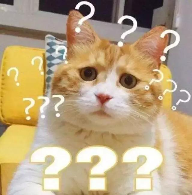 家养的猫和宠物猫有什么区别（你居然还不知道你家主子是公是母） 1