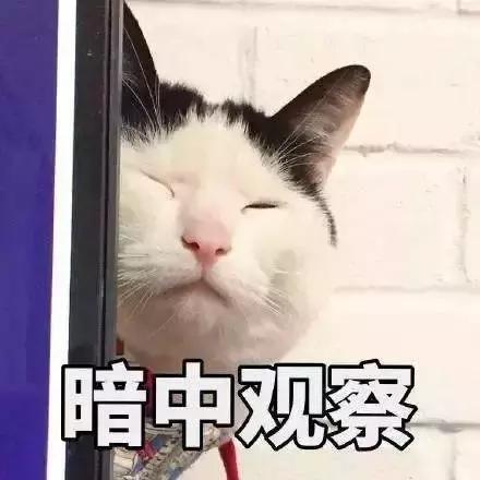 家养的猫和宠物猫有什么区别（你居然还不知道你家主子是公是母） 5