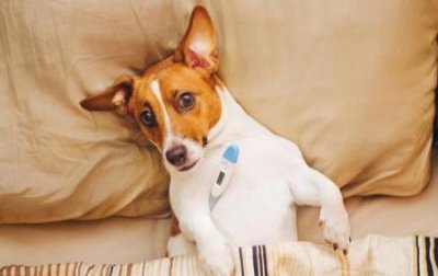 ​一只救助犬的临终遗言 一只救助犬的临终遗言