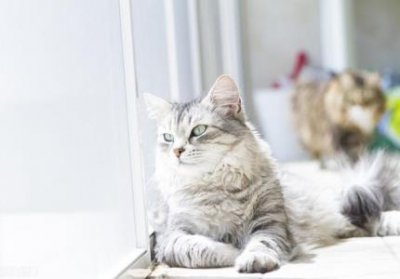 ​小猫洗澡以后呕吐拉稀，这些事情都是要注意的 猫洗澡后吐了是咋回事