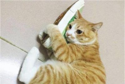 ​苏格兰折耳猫多少钱一只？苏格兰折耳猫价格