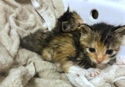 ​解析猫藓：猫咪感染真相与有效预防策略