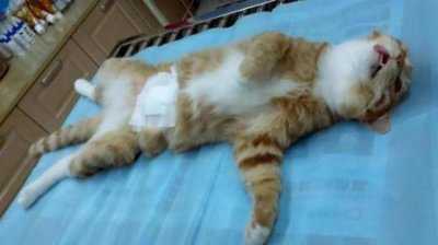 ​猫咪绝育最佳时间是何时？6～8个月左右，处于良好的状态状态稳定