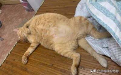 ​养猫的准铲屎官给猫咪准备好东西了吗？幼猫到底吃什么吃多少？