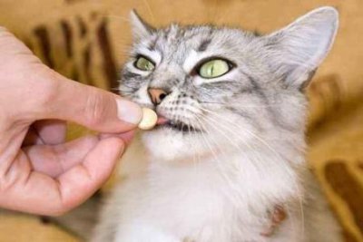 ​猫一窝可以生几只小猫？宠物猫一窝能生几只