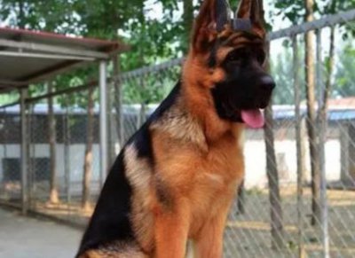 ​两个月大幼犬呕吐应对策略：家长必知的处理方法