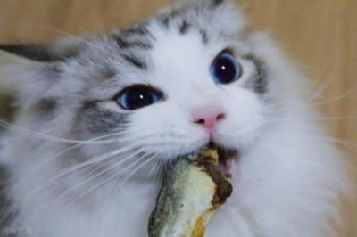 ​买狗时，有几种狗是千万不能买的，不然就是花钱买罪受