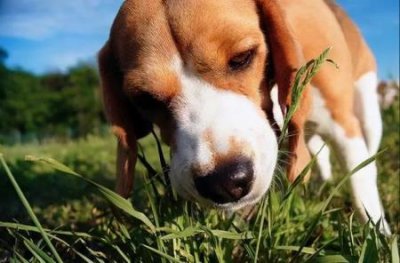 ​易过敏人士必看！适合过敏者的7种低脱毛大型犬种推荐