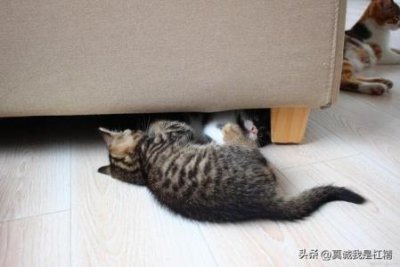 ​养猫必看：猫鼻支医治费用是多少？处理猫鼻支一般要花多少？