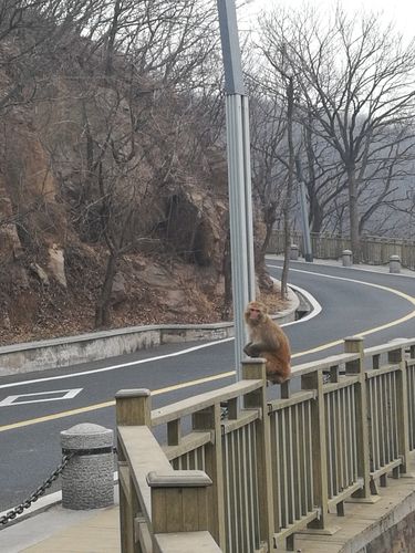 猴子湾是什么意思