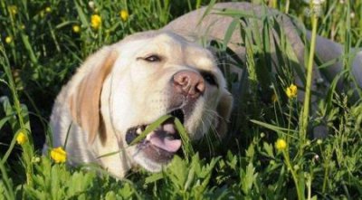 ​伏在地上的贵宾犬贵宾犬睡在什么地方 ？好