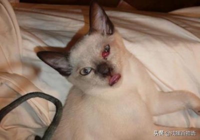 ​东德牧羊犬什么颜色好，东德牧羊犬什么颜色好看