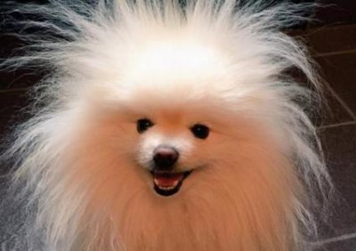 ​法斗犬能活几年，法斗最长能活多长时间