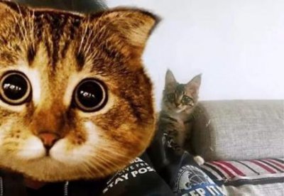 ​猫脊椎受伤的症状