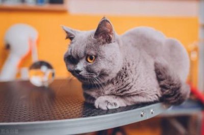 ​猫吐了儿？该怎么办？猫吐了一般是什么原因