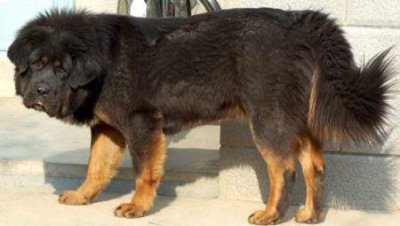 ​阿富汗猎犬：血统悠久的贵族犬种探秘