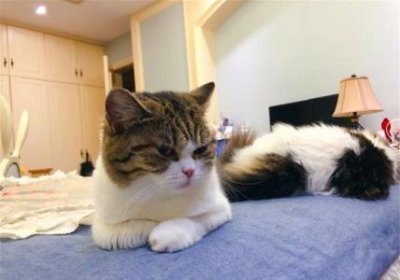 ​如何给猫咪加餐？特别适合猫咪的营养加餐