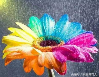 ​常见植物知识普及（五十八）-七色堇