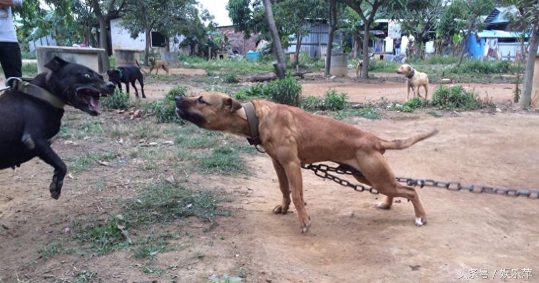 为战而生的比特犬，打起架来就是疯子，不愧战力世界第一