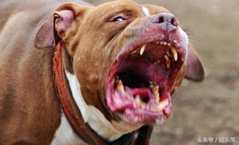 为战而生的比特犬，打起架来就是疯子，不愧战力世界第一