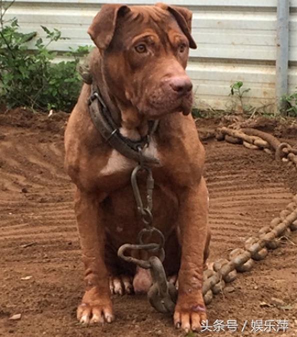 为战而生的比特犬，打起架来就是疯子，不愧战力世界第一