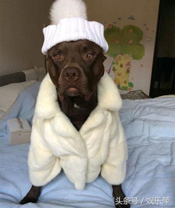 为战而生的比特犬，打起架来就是疯子，不愧战力世界第一