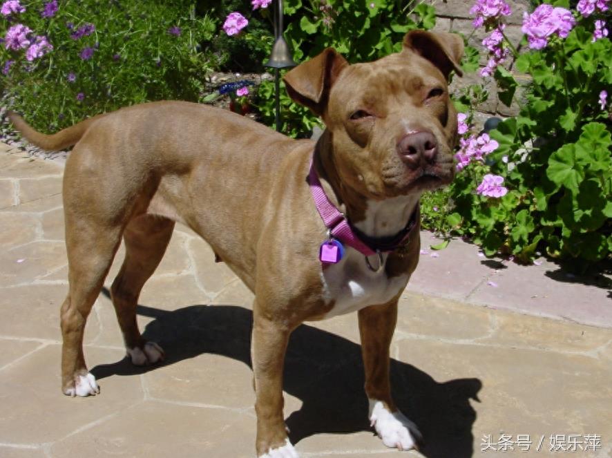 为战而生的比特犬，打起架来就是疯子，不愧战力世界第一