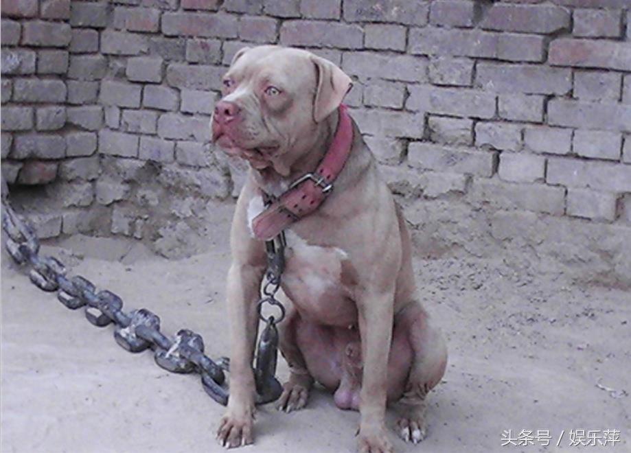为战而生的比特犬，打起架来就是疯子，不愧战力世界第一