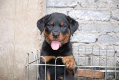 ​关于工作犬项圈的信息