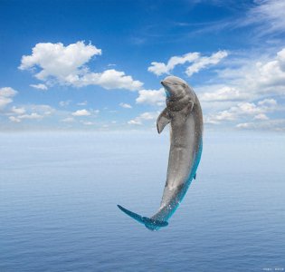 ​自然界动物智商排名