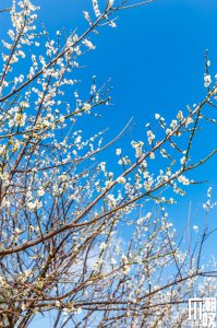 ​0元打卡！萝岗香雪4000棵梅花开了！广州地铁直达