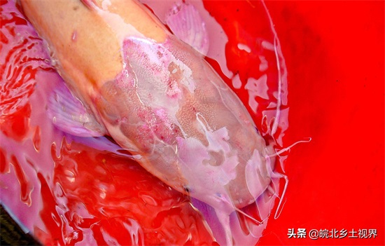 农民卖野生稀罕物 “参条子”2块钱斤 一条白鱼连80岁老人没见过