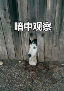 ​狗界“三傻四疯”，养过一大半的，我是真佩服！
