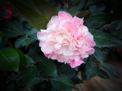 ​茶花的叶片快干枯掉光了，还有救吗？茶花实在是好难养哦