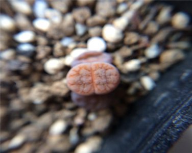 ​你知道生石花的繁殖方法吗？快来看看吧！