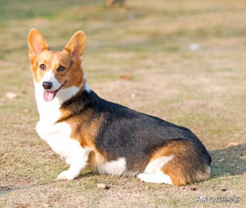 ​柯基犬断尾的利弊有哪些呢？