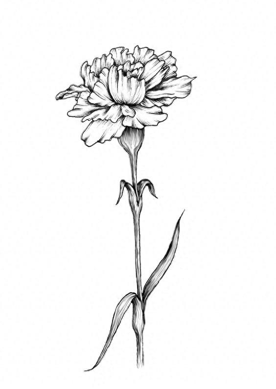 手绘 花 图片 铅笔画 简单 素描 简笔画
