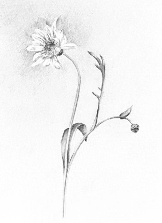 手绘 花 图片 铅笔画 简单 素描 简笔画