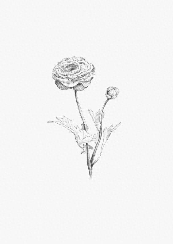 手绘 花 图片 铅笔画 简单 素描 简笔画